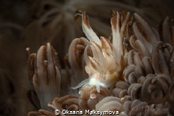 Nudibranch Phyllodesmium jakobsenae by Oksana Maksymova 